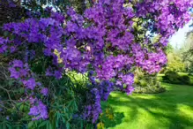 A SPLASH OF COLOUR AT THE BOTANIC GARDENS [DURING STORM KATHLEEN]-223868-1