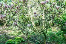 A SPLASH OF COLOUR AT THE BOTANIC GARDENS [DURING STORM KATHLEEN]-223874-1