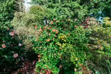 A SPLASH OF COLOUR AT THE BOTANIC GARDENS [DURING STORM KATHLEEN]-223883-1