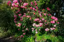 A SPLASH OF COLOUR AT THE BOTANIC GARDENS [DURING STORM KATHLEEN]-223885-1