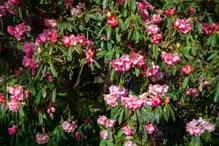 A SPLASH OF COLOUR AT THE BOTANIC GARDENS [DURING STORM KATHLEEN]-223886-1