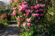 A SPLASH OF COLOUR AT THE BOTANIC GARDENS [DURING STORM KATHLEEN]-223887-1