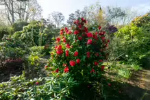 A SPLASH OF COLOUR AT THE BOTANIC GARDENS [DURING STORM KATHLEEN]-223889-1