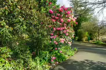 A SPLASH OF COLOUR AT THE BOTANIC GARDENS [DURING STORM KATHLEEN]-223893-1