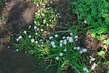 A DISPLAY OF SPRING FLOWERS [THE MILL FIELD IN THE BOTANIC GARDENS]-A DISPLAY OF SPRING FLOWERS [THE MILL FIELD IN THE BOTANIC GARDENS]--223975-1