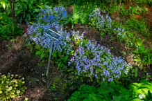 SPRING FLOWERS