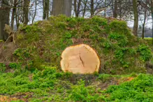 A FALLEN TREE IN PHOENIX PARK