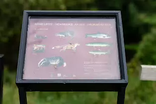 THE NEWBRIDGE SECTION OF THE LIFFEY LINEAR PARK INCLUDES A FAIRY WALK [14 AUGUST 2024]-238663-1