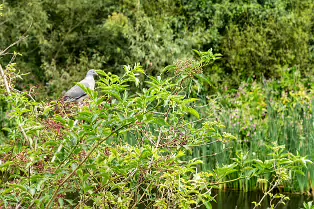 THE NEWBRIDGE SECTION OF THE LIFFEY LINEAR PARK INCLUDES A FAIRY WALK [14 AUGUST 2024]-238665-1