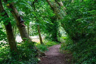 THE NEWBRIDGE SECTION OF THE LIFFEY LINEAR PARK INCLUDES A FAIRY WALK [14 AUGUST 2024]-238673-1