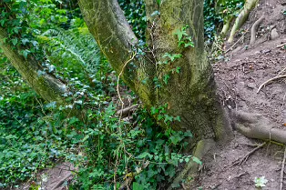 THE NEWBRIDGE SECTION OF THE LIFFEY LINEAR PARK INCLUDES A FAIRY WALK [14 AUGUST 2024]-238674-1