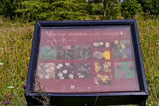 THE NEWBRIDGE SECTION OF THE LIFFEY LINEAR PARK INCLUDES A FAIRY WALK [14 AUGUST 2024]-238696-1
