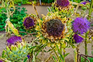 THE FRUIT AND VEGETABLE GARDEN [BOTANIC GARDENS DUBLIN]-239423-1