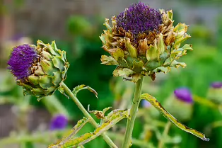 THE FRUIT AND VEGETABLE GARDEN [BOTANIC GARDENS DUBLIN]-239424-1