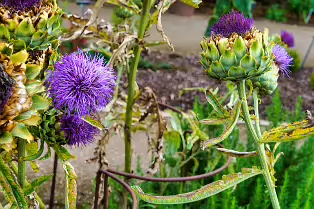 THE FRUIT AND VEGETABLE GARDEN [BOTANIC GARDENS DUBLIN]-239425-1