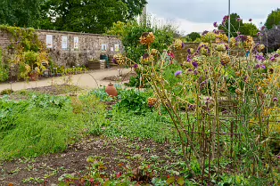 THE FRUIT AND VEGETABLE GARDEN [BOTANIC GARDENS DUBLIN]-239426-1