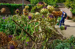 THE FRUIT AND VEGETABLE GARDEN [BOTANIC GARDENS DUBLIN]-239427-1