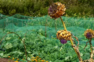 THE FRUIT AND VEGETABLE GARDEN [BOTANIC GARDENS DUBLIN]-239428-1