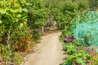 THE FRUIT AND VEGETABLE GARDEN [BOTANIC GARDENS DUBLIN]-239430-1