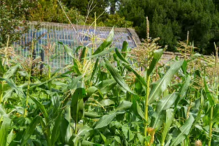 THE FRUIT AND VEGETABLE GARDEN [BOTANIC GARDENS DUBLIN]-239433-1