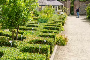 THE FRUIT AND VEGETABLE GARDEN [BOTANIC GARDENS DUBLIN]-239436-1