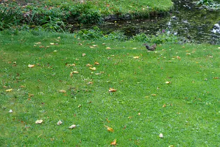 THE POND AREA OF THE BOTANIC GARDENS [28 AUGUST 2024]--239349-1