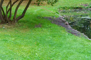 THE POND AREA OF THE BOTANIC GARDENS [28 AUGUST 2024]--239353-1