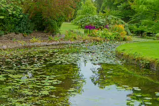 THE POND AREA OF THE BOTANIC GARDENS [28 AUGUST 2024]--239355-1