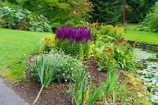 THE POND AREA OF THE BOTANIC GARDENS [28 AUGUST 2024]--239364-1