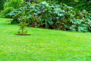 THE POND AREA OF THE BOTANIC GARDENS [28 AUGUST 2024]--239366-1
