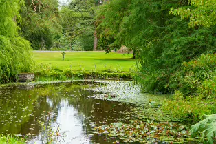 THE POND AREA OF THE BOTANIC GARDENS [28 AUGUST 2024]--239370-1
