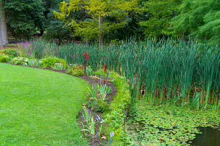 THE POND AREA OF THE BOTANIC GARDENS [28 AUGUST 2024]--239374-1