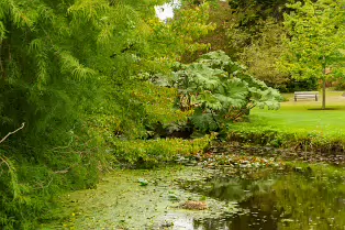 THE POND AREA OF THE BOTANIC GARDENS [28 AUGUST 2024]--239377-1