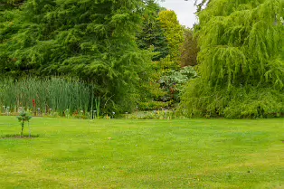 THE POND AREA OF THE BOTANIC GARDENS [28 AUGUST 2024]--239383-1