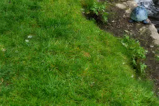 THE TURTLES ARE STILL HERE THE TURTLES ARE STILL HERE