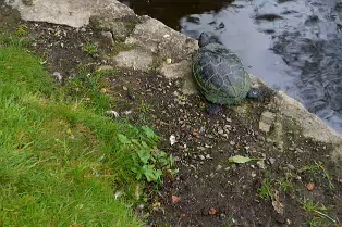 THE TURTLES ARE STILL HERE [THE POND AREA OF THE BOTANIC GARDENS]-239317-1