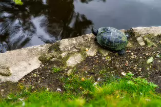 THE TURTLES ARE STILL HERE [THE POND AREA OF THE BOTANIC GARDENS]-239318-1