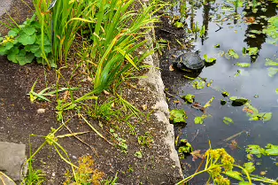 THE TURTLES ARE STILL HERE [THE POND AREA OF THE BOTANIC GARDENS]-239319-1