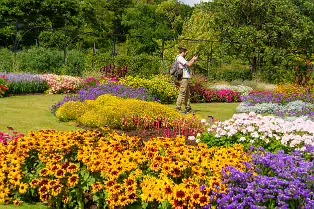 FLOWERS AT THE BOTANIC GARDENS IN GLASNEVIN [SCULPTURE IN CONTEXT 2024 WAS CANCELLED]-239406-1