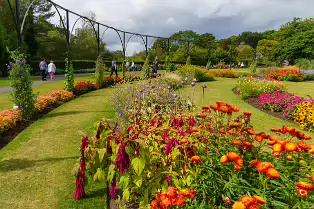 FLOWERS AT THE BOTANIC GARDENS IN GLASNEVIN [SCULPTURE IN CONTEXT 2024 WAS CANCELLED]-239407-1