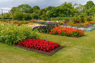 FLOWERS AT THE BOTANIC GARDENS IN GLASNEVIN [SCULPTURE IN CONTEXT 2024 WAS CANCELLED]-239408-1