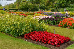 FLOWERS AT THE BOTANIC GARDENS IN GLASNEVIN [SCULPTURE IN CONTEXT 2024 WAS CANCELLED]-239409-1
