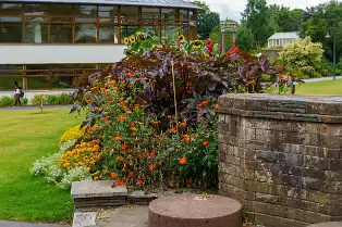 FLOWERS AT THE BOTANIC GARDENS IN GLASNEVIN [SCULPTURE IN CONTEXT 2024 WAS CANCELLED]-239410-1
