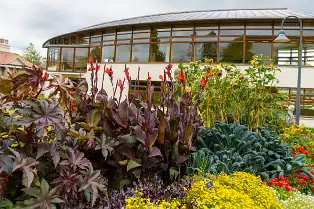 FLOWERS AT THE BOTANIC GARDENS IN GLASNEVIN [SCULPTURE IN CONTEXT 2024 WAS CANCELLED]-239412-1