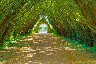 THE ENTRANCE TO ST. PATRICK'S CEMETERY AT MAYNOOTH UNIVERSITY [FEATURING A SHADED TUNNEL OF INTERLOCKING YEW TREES]-237729-1