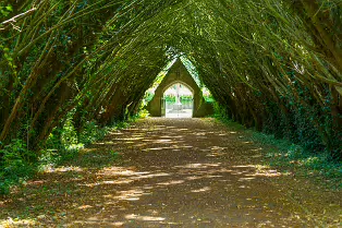 THE ENTRANCE TO ST. PATRICK'S CEMETERY AT MAYNOOTH UNIVERSITY [FEATURING A SHADED TUNNEL OF INTERLOCKING YEW TREES]-237731-1
