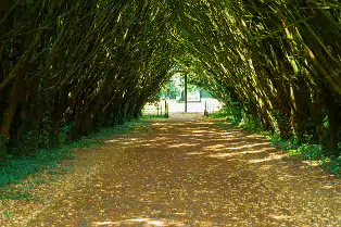 THE ENTRANCE TO ST. PATRICK'S CEMETERY AT MAYNOOTH UNIVERSITY [FEATURING A SHADED TUNNEL OF INTERLOCKING YEW TREES]-237733-1