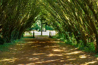 THE ENTRANCE TO ST. PATRICK'S CEMETERY AT MAYNOOTH UNIVERSITY [FEATURING A SHADED TUNNEL OF INTERLOCKING YEW TREES]-237735-1