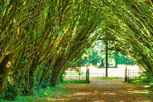 THE ENTRANCE TO ST. PATRICK'S CEMETERY AT MAYNOOTH UNIVERSITY [FEATURING A SHADED TUNNEL OF INTERLOCKING YEW TREES]-237736-1