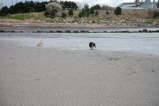 SANDYMOUNT STRAND AS IT WAS IN 2008 [AVOID THE END NEAREST MERRION STRAND EVEN NOW IN 2024]-235970-1